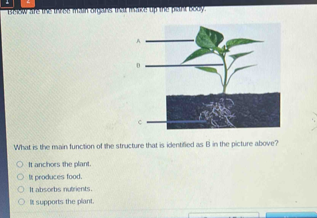 below are the three main organs that make up the plant body. what is the main function of the structure that is identified as b in the picture above? it anchors the plant. it produces food. it absorbs nutrients. it supports the plant.