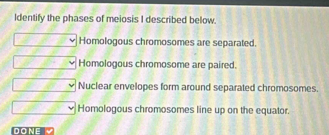 identify the phases of meiosis i described below. homologous chromosomes are separated. homologous chromosome are paired. nuclear envelopes form around separated chromosomes. homologous chromosomes line up on the equator.