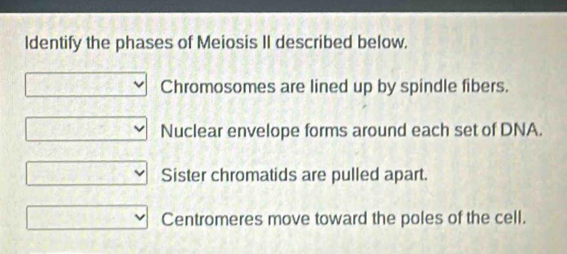 identify the phases of meiosis ii described below. chromosomes are lined up by spindle fibers. nuclear envelope forms around each set of dna. sister chromatids are pulled apart. centromeres move toward the poles of the cell.