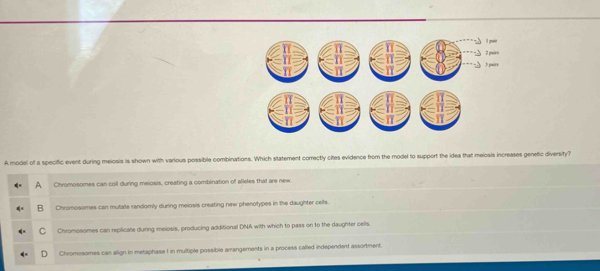 a model of a specific event during meiosis is shown with various possible combinations. which statement correctly cites evidence from the model to support the idea that meiosis increases genetic diversity? a chromosomes can coil during meiosis, creating a combination of alleles that are new. b chromosomes can mutate randomly during meiosis creating new phenotypes in the daughter cells. c chromosomes can replicate during meiosis, producing additional dna with which to pass on to the daughter cells. d chromosomes can align in metaphase i in multiple possible arrangements in a process called independent assortment.