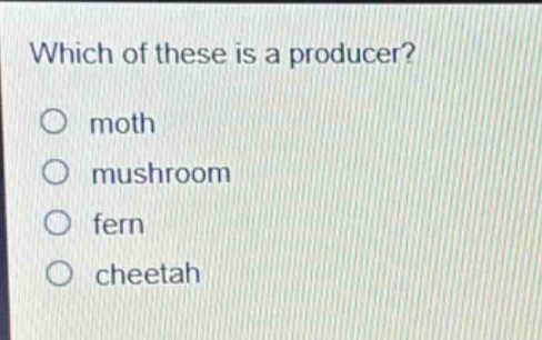 which of these is a producer?\no moth\no mushroom\no fern\no cheetah