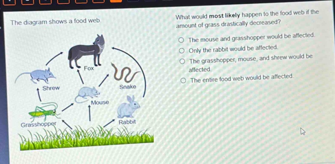 the diagram shows a food web. what would most likely happen to the food web if the amount of grass drastically decreased? the mouse and grasshopper would be affected. only the rabbit would be affected. the grasshopper, mouse, and shrew would be affected. the entire food web would be affected.