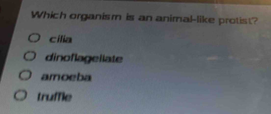which organism is an animal - like protist?\ncilia\ndinoflagellate\namoeba\ntruffle