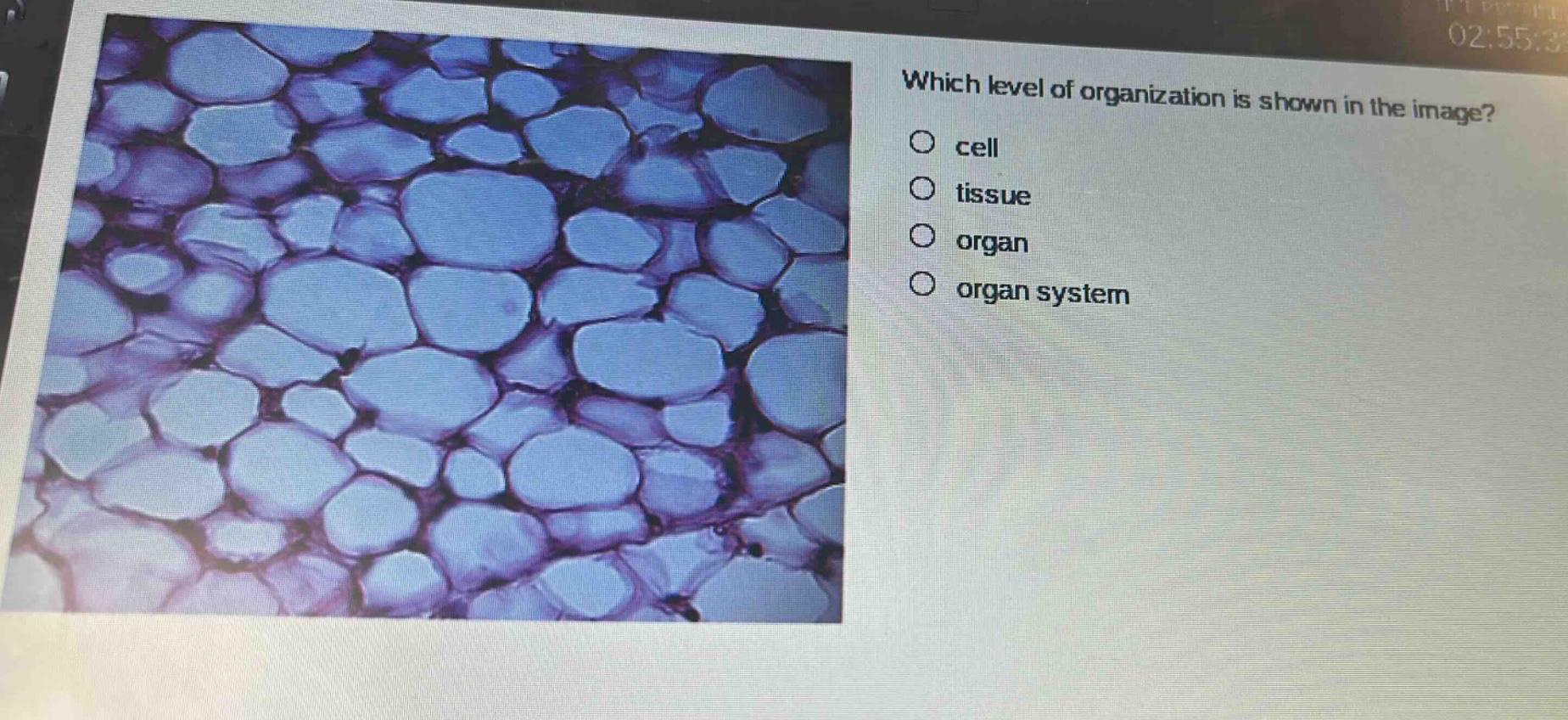 which level of organization is shown in the image? cell tissue organ organ system