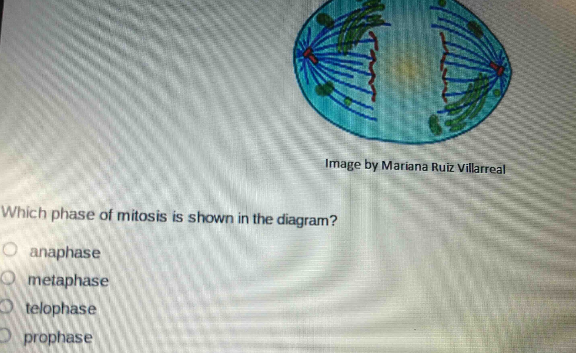 which phase of mitosis is shown in the diagram?\no anaphase\no metaphase\no telophase\no prophase