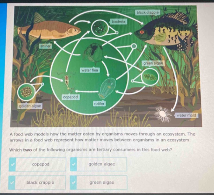 a food web models how the matter eaten by organisms moves through an ecosystem. the arrows in a food web represent how matter moves between organisms in an ecosystem. which two of the following organisms are tertiary consumers in this food web? copepod golden algae black crappie green algae