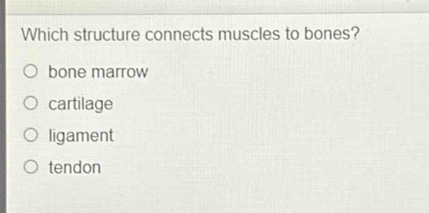 which structure connects muscles to bones?\no bone marrow\no cartilage\no ligament\no tendon