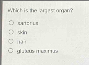 which is the largest organ?\no sartorius\no skin\no hair\no gluteus maximus