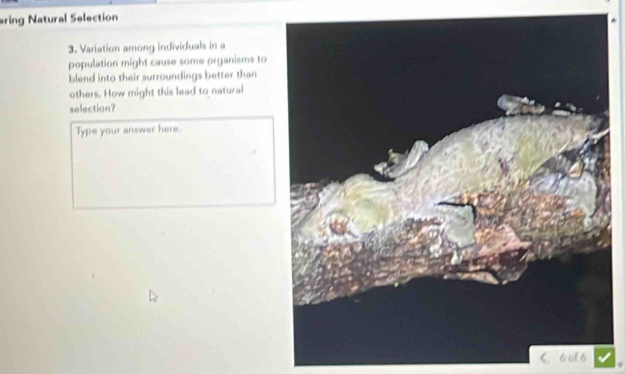 3. variation among individuals in a population might cause some organisms to blend into their surroundings better than others. how might this lead to natural selection? type your answer here.