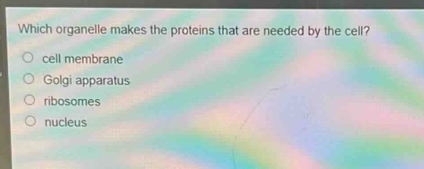 which organelle makes the proteins that are needed by the cell?\ncell membrane\ngolgi apparatus\nribosomes\nnucleus