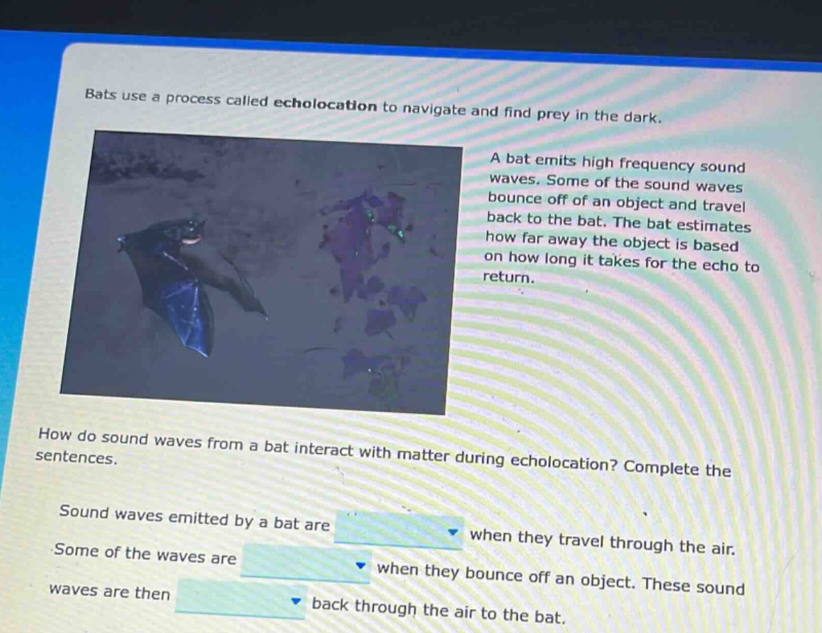 bats use a process called echolocation to navigate and find prey in the dark. a bat emits high frequency sound waves. some of the sound waves bounce off of an object and travel back to the bat. the bat estimates how far away the object is based on how long it takes for the echo to return. how do sound waves from a bat interact with matter during echolocation? complete the sentences. sound waves emitted by a bat are when they travel through the air. some of the waves are when they bounce off an object. these sound waves are then back through the air to the bat.