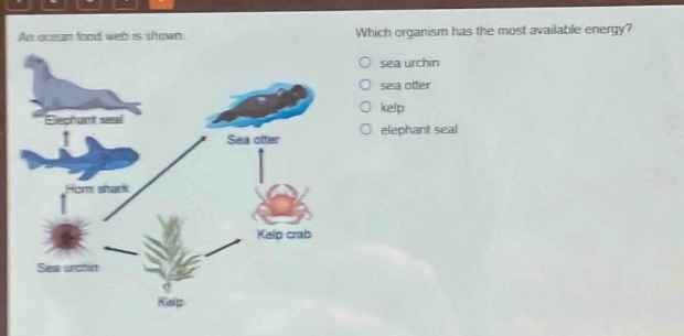 an ocean food web is shown. which organism has the most available energy? sea urchin sea otter kelp elephant seal