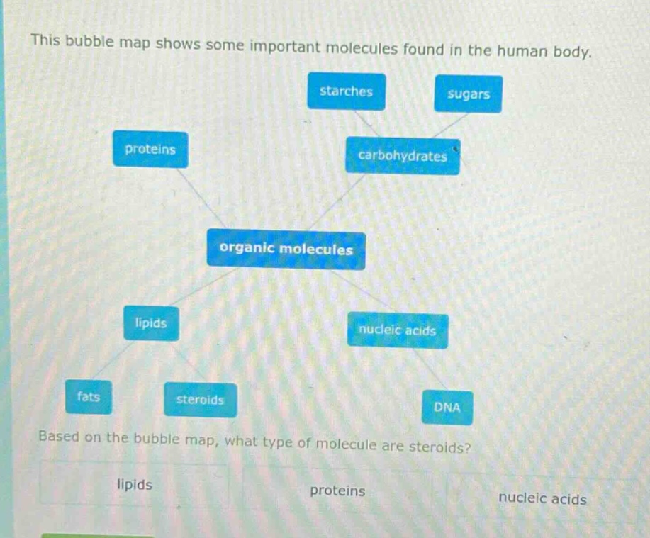 this bubble map shows some important molecules found in the human body. based on the bubble map, what type of molecule are steroids? lipids proteins nucleic acids