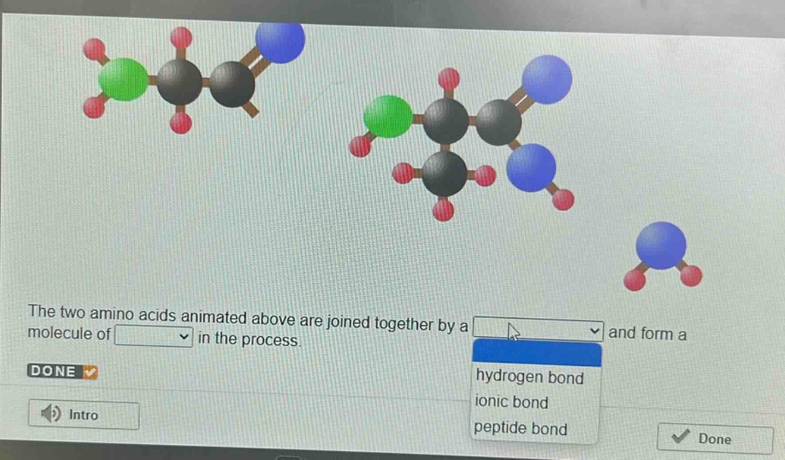 the two amino acids animated above are joined together by a and form a molecule of in the process. done intro hydrogen bond ionic bond peptide bond done