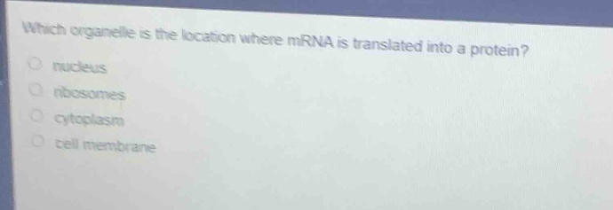 which organelle is the location where mrna is translated into a protein?\n nucleus\n ribosomes\n cytoplasm\n cell membrane
