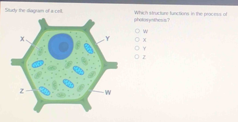 study the diagram of a cell. which structure functions in the process of photosynthesis? o w o x o y o z