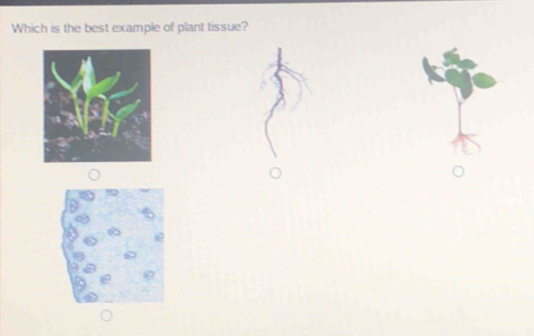 which is the best example of plant tissue?