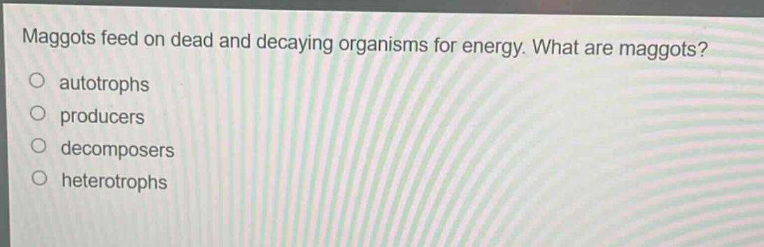 maggots feed on dead and decaying organisms for energy. what are maggots?\nautotrophs\nproducers\no decomposers\nheterotrophs
