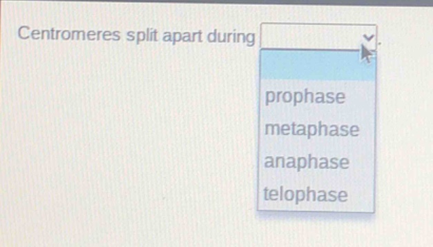 centromeres split apart during