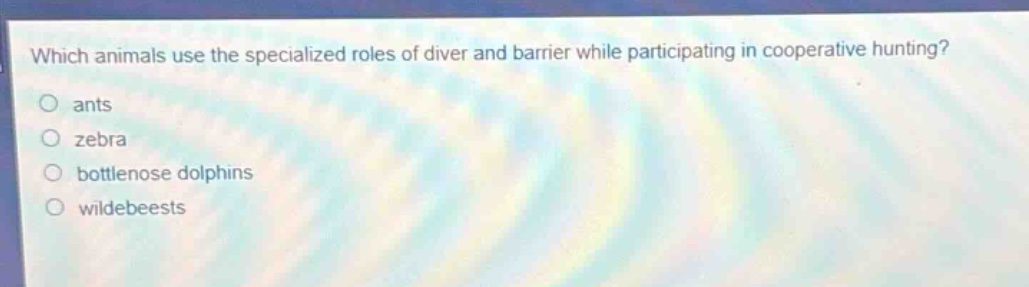 which animals use the specialized roles of diver and barrier while participating in cooperative hunting?\nants\nzebra\nbottlenose dolphins\nwildebeests