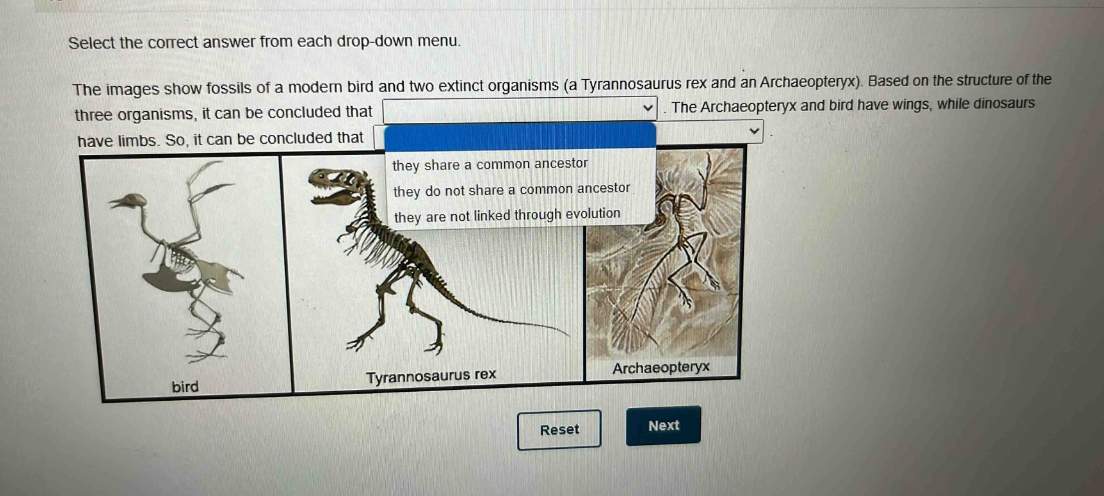 select the correct answer from each drop - down menu. the images show fossils of a modern bird and two extinct organisms (a tyrannosaurus rex and an archaeopteryx). based on the structure of the three organisms, it can be concluded that. the archaeopteryx and bird have wings, while dinosaurs have limbs. so, it can be concluded that they share a common ancestor they do not share a common ancestor they are not linked through evolution