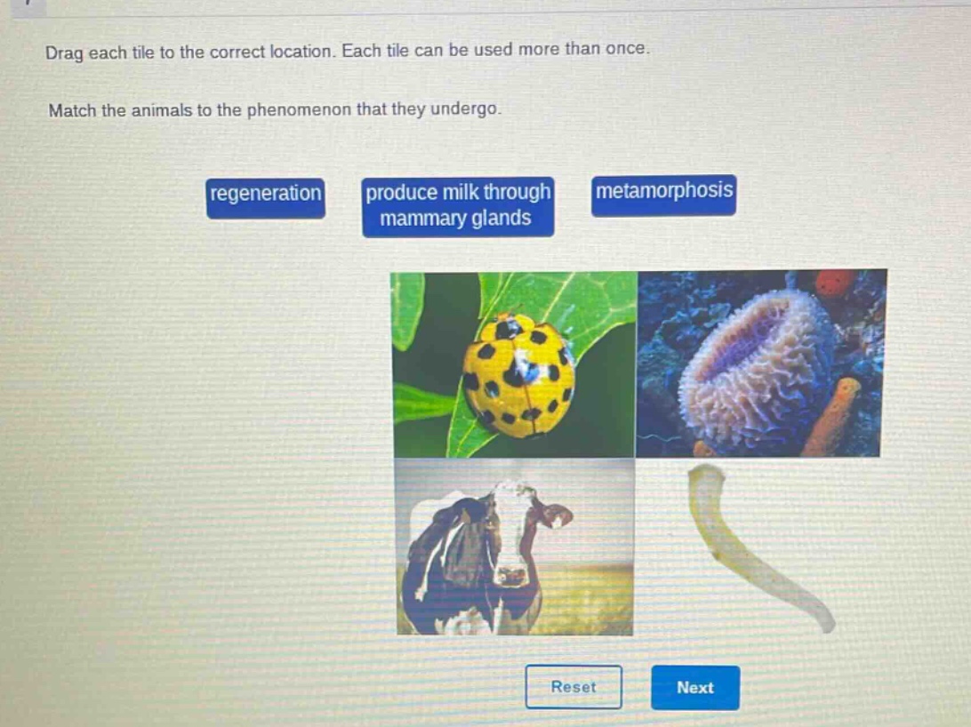 drag each tile to the correct location. each tile can be used more than once. match the animals to the phenomenon that they undergo. regeneration produce milk through mammary glands metamorphosis reset next