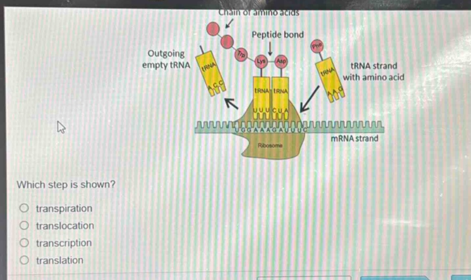 which step is shown?\no transpiration\no translocation\no transcription\no translation