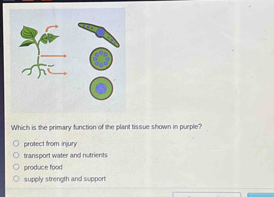 which is the primary function of the plant tissue shown in purple?\nprotect from injury\ntransport water and nutrients\nproduce food\nsupply strength and support