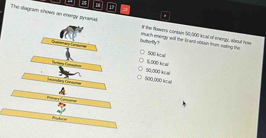 the diagram shows an energy pyramid. if the flowers contain 50,000 kcal of energy, about how much energy will the lizard obtain from eating the butterfly? 500 kcal 5,000 kcal 50,000 kcal 500,000 kcal