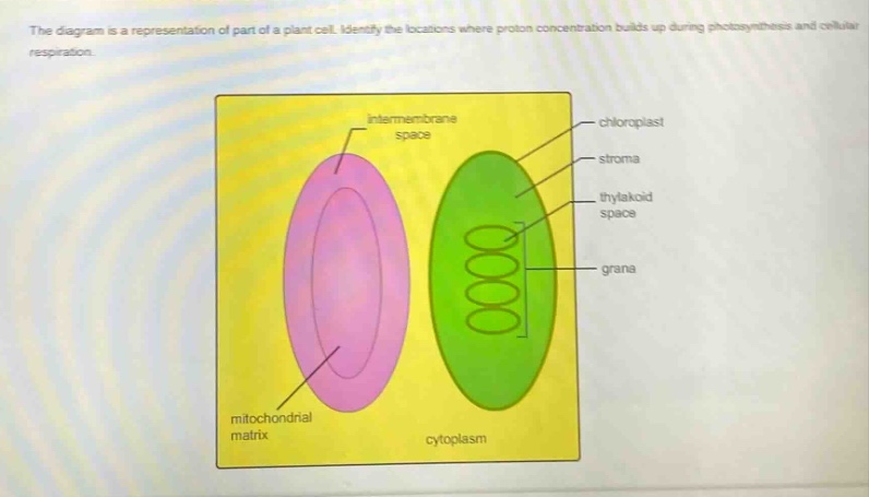 the diagram is a representation of part of a plant cell. identify the locations where proton concentration builds up during photosynthesis and cellular respiration.
