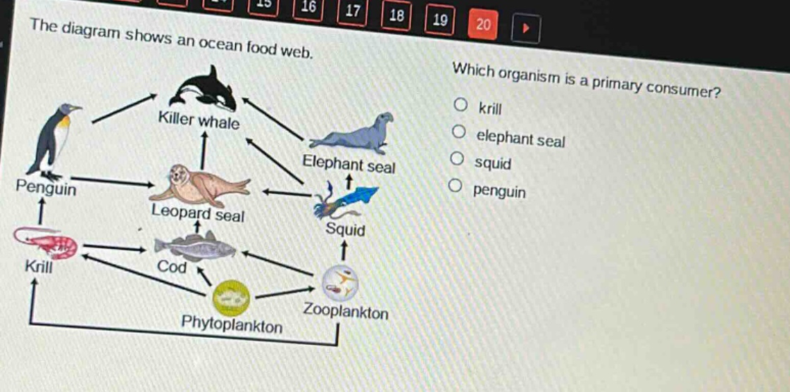 the diagram shows an ocean food web. which organism is a primary consumer? krill elephant seal squid penguin