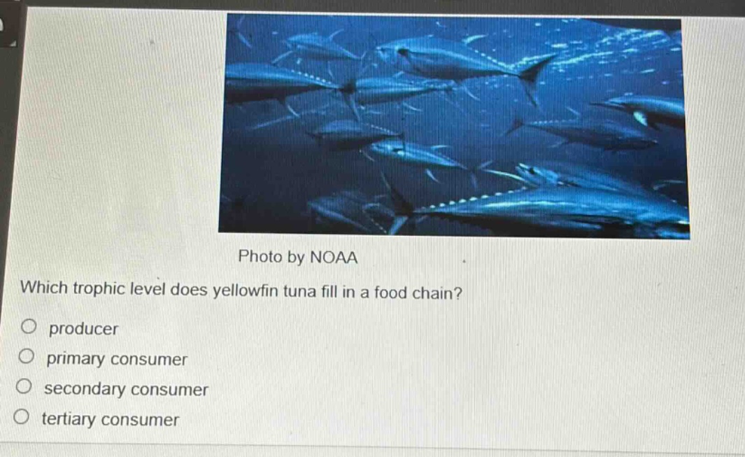 which trophic level does yellowfin tuna fill in a food chain?\nproducer\nprimary consumer\nsecondary consumer\ntertiary consumer