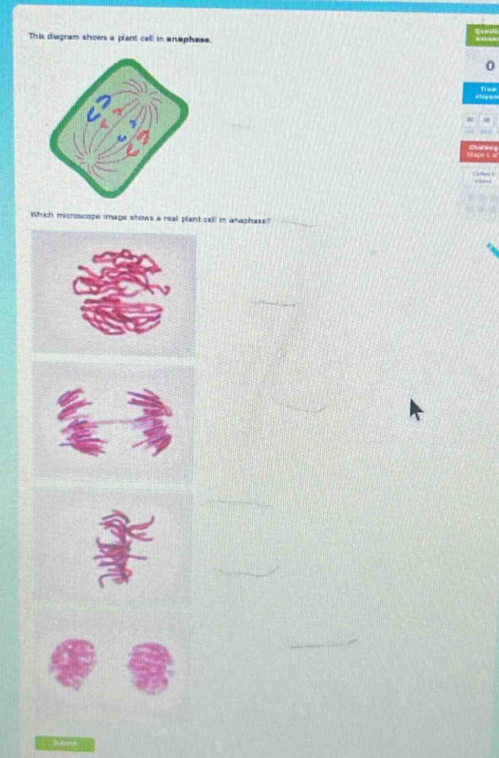 this diagram shows a plant cell in anaphase. which microscope image shows a real plant cell in anaphase?