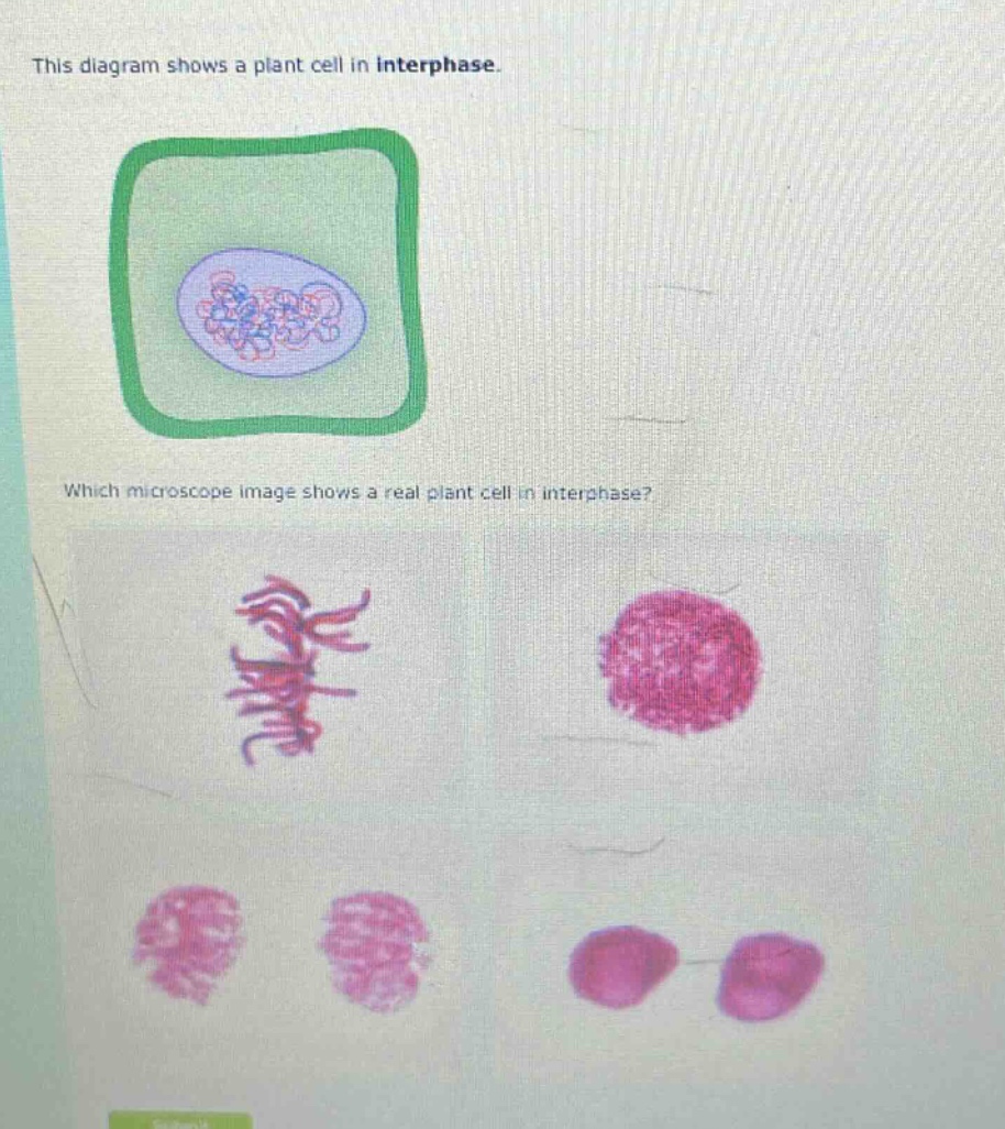 this diagram shows a plant cell in interphase. which microscope image shows a real plant cell in interphase?