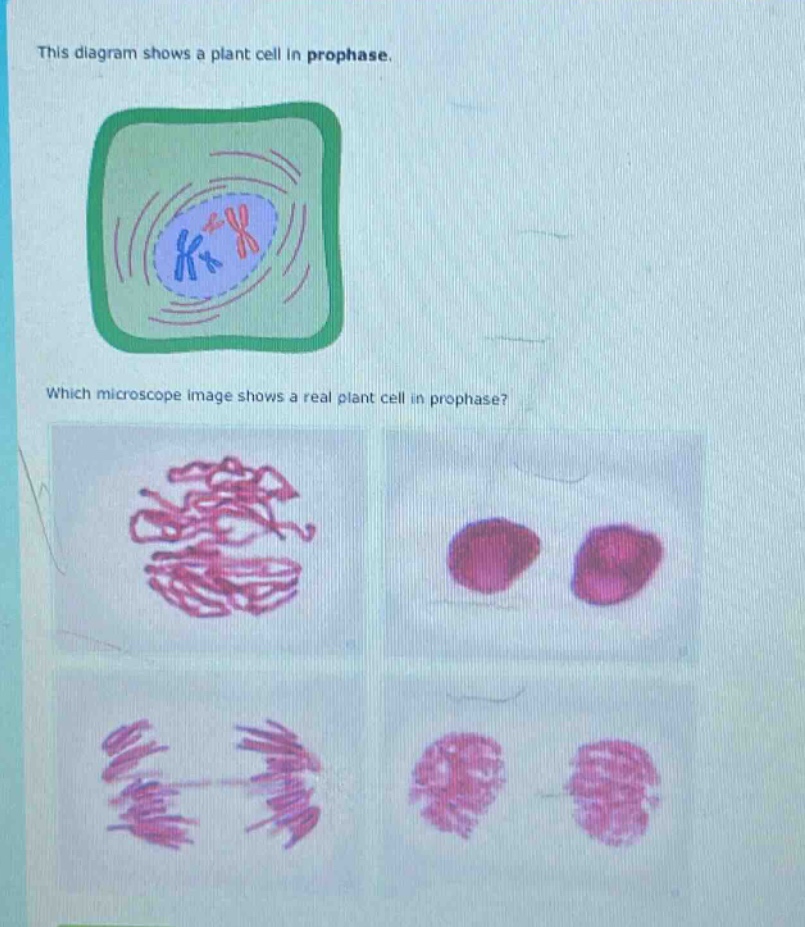 this diagram shows a plant cell in prophase. which microscope image shows a real plant cell in prophase?