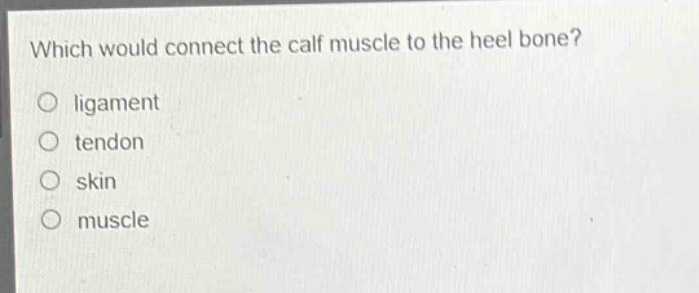 which would connect the calf muscle to the heel bone?\nligament\ntendon\nskin\nmuscle
