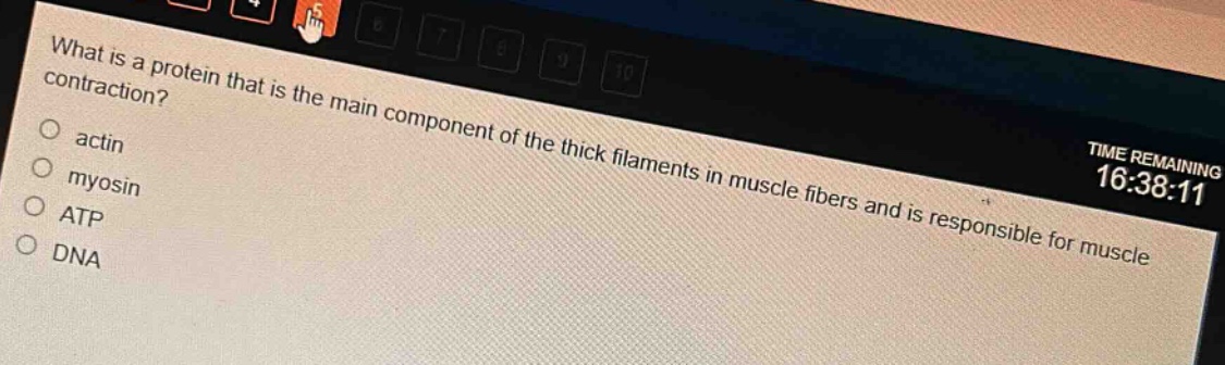 what is a protein that is the main component of the thick filaments in muscle fibers and is responsible for muscle contraction?\nactin\nmyosin\natp\ndna