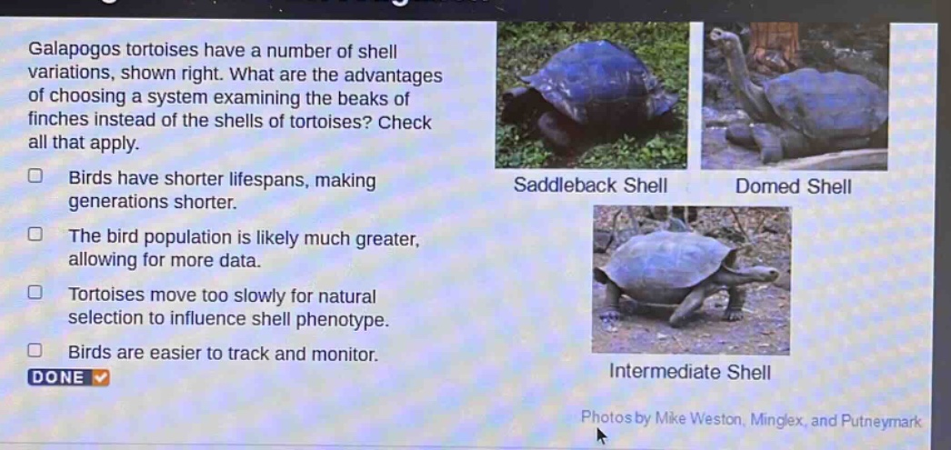 galapagos tortoises have a number of shell variations, shown right. what are the advantages of choosing a system examining the beaks of finches instead of the shells of tortoises? check all that apply. birds have shorter lifespans, making generations shorter. the bird population is likely much greater, allowing for more data. tortoises move too slowly for natural selection to influence shell phenotype. birds are easier to track and monitor. done