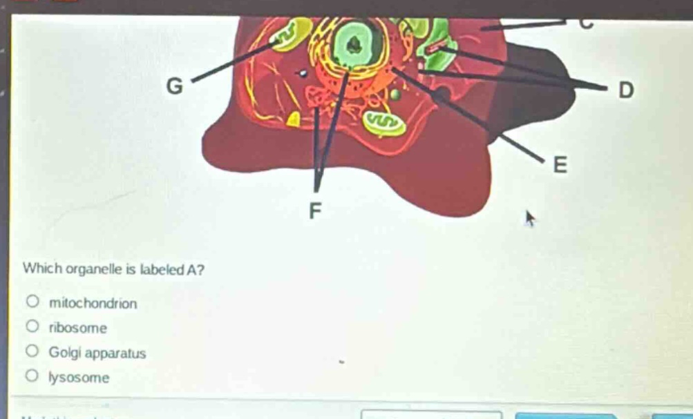 which organelle is labeled a?\nmitochondrion\nribosome\ngolgi apparatus\nlysosome