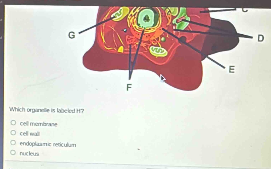 which organelle is labeled h?\ncell membrane\ncell wall\nendoplasmic reticulum\nnucleus