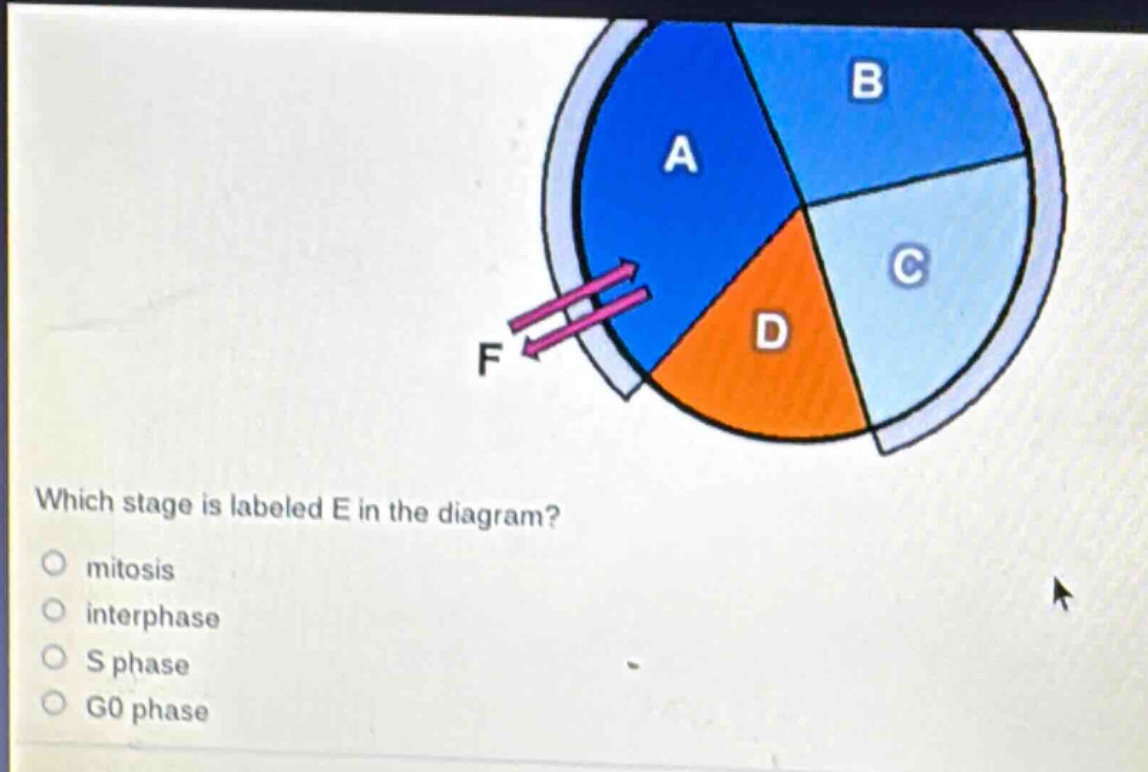 which stage is labeled e in the diagram?\nmitosis\ninterphase\ns phase\ng0 phase