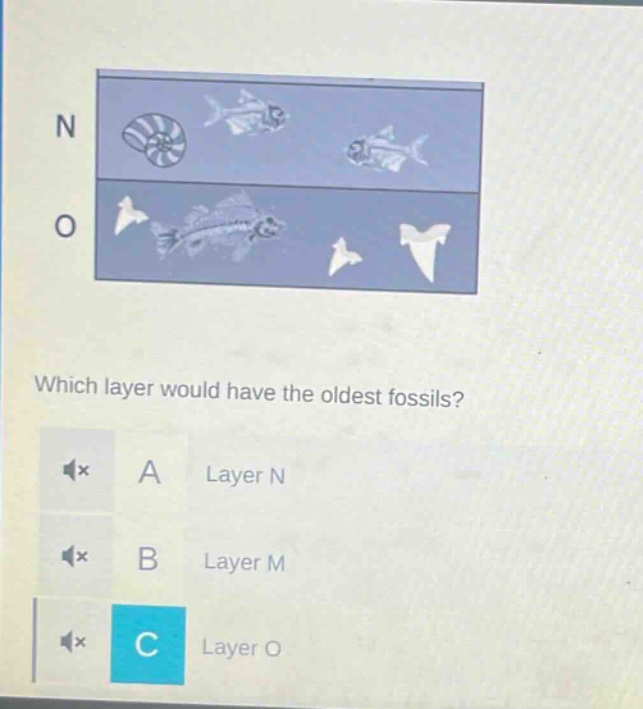 which layer would have the oldest fossils? a layer n b layer m c layer o