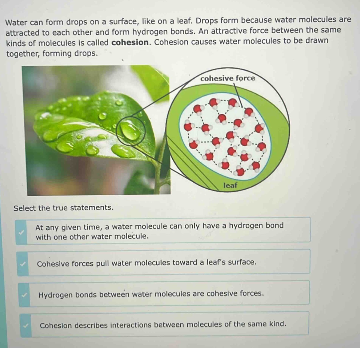 water can form drops on a surface, like on a leaf. drops form because water molecules are attracted to each other and form hydrogen bonds. an attractive force between the same kinds of molecules is called cohesion. cohesion causes water molecules to be drawn together, forming drops. select the true statements. at any given time, a water molecule can only have a hydrogen bond with one other water molecule. cohesive forces pull water molecules toward a leafs surface. hydrogen bonds between water molecules are cohesive forces. cohesion describes interactions between molecules of the same kind.