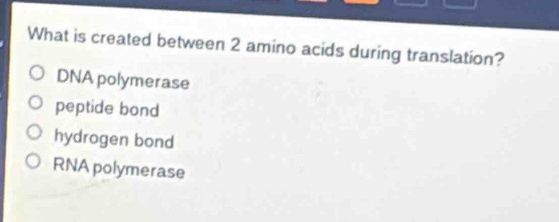 what is created between 2 amino acids during translation?\ndna polymerase\npeptide bond\nhydrogen bond\nrna polymerase