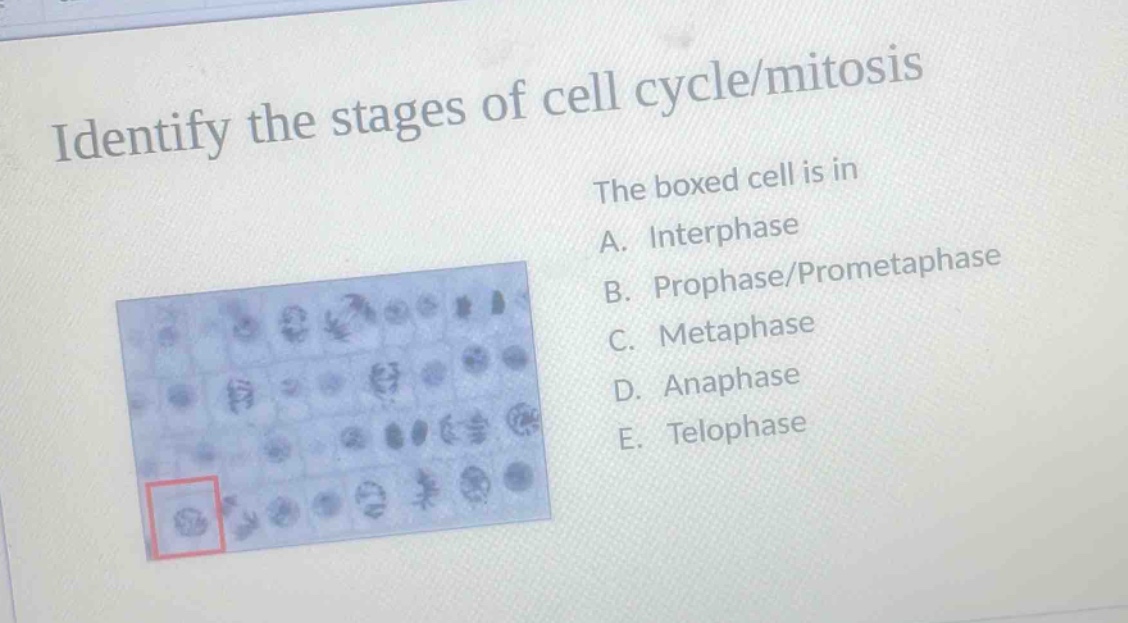 identify the stages of cell cycle/mitosis the boxed cell is in a. interphase b. prophase/prometaphase c. metaphase d. anaphase e. telophase