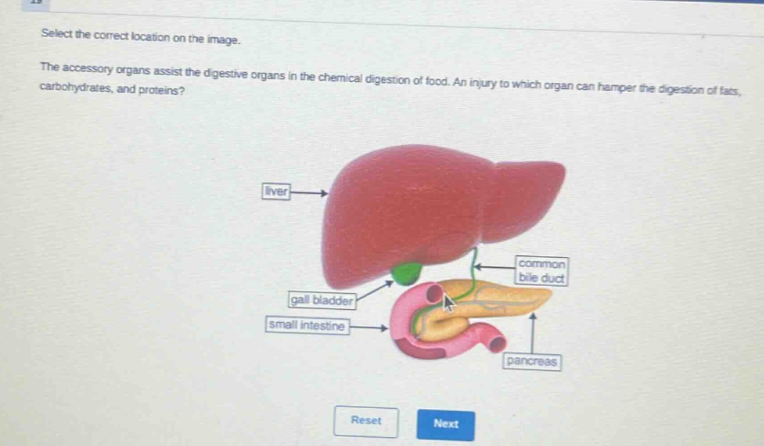 select the correct location on the image. the accessory organs assist the digestive organs in the chemical digestion of food. an injury to which organ can hamper the digestion of fats, carbohydrates, and proteins?