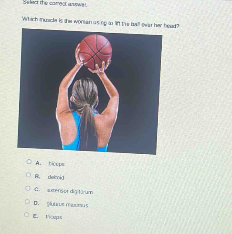 select the correct answer. which muscle is the woman using to lift the ball over her head? a. biceps b. deltoid c. extensor digitorum d. gluteus maximus e. triceps