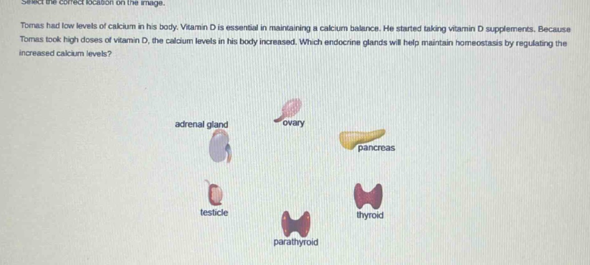 select the correct location on the image. tomas had low levels of calcium in his body. vitamin d is essential in maintaining a calcium balance. he started taking vitamin d supplements. because tomas took high doses of vitamin d, the calcium levels in his body increased. which endocrine glands will help maintain homeostasis by regulating the increased calcium levels? adrenal gland ovary pancreas testicle thyroid parathyroid