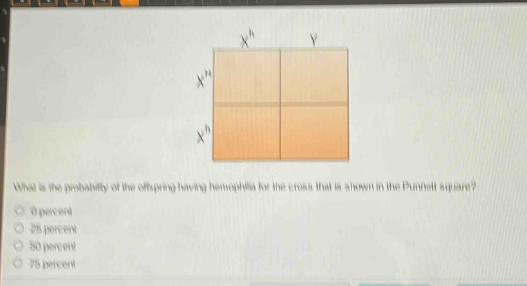 what is the probability of the offspring having hemophilia for the cross that is shown in the punnett square?\n0 percent\n25 percent\n50 percent\n75 percent