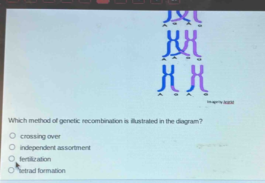 which method of genetic recombination is illustrated in the diagram?\n○ crossing over\n○ independent assortment\n○ fertilization\n○ tetrad formation